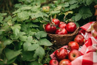 Red apples in basket, autumn garden, harvest time