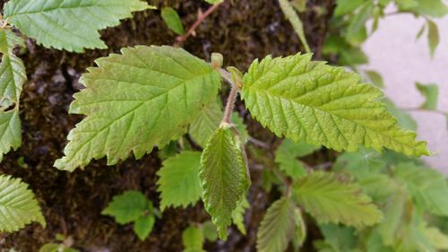 Close-up of green leaf