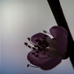 Close-up of flower blooming