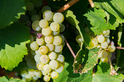 Close-up of grapes growing on plant