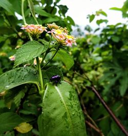 Close-up of insect on plant