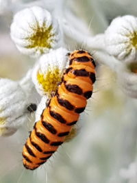 Close-up of insect on white flower