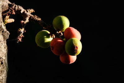 Close-up of apples on tree against black background
