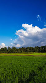 Scenic view of agricultural field against blue sky