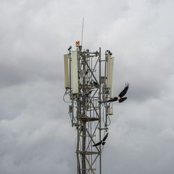 Low angle view of bird perching on electricity pylon against sky