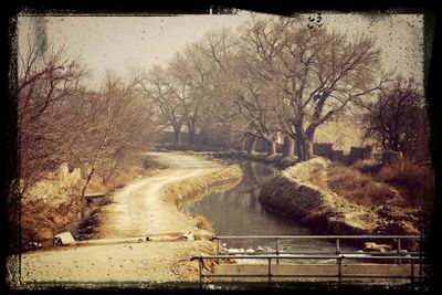 Bare trees by river