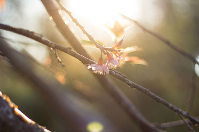  wild himalayan cherry with color is pink in the phu lom lo tourist attraction loei province thailand