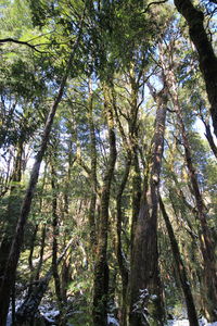 Low angle view of trees in forest
