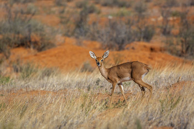 Steenbok female standing in red sand scenery in kruger national park, south africa