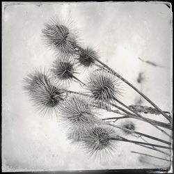 Close-up of plant against sky