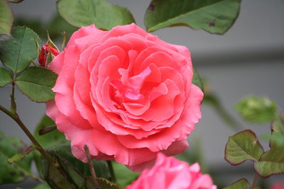 Close-up of pink rose blooming outdoors