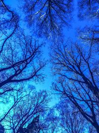 Low angle view of trees against blue sky