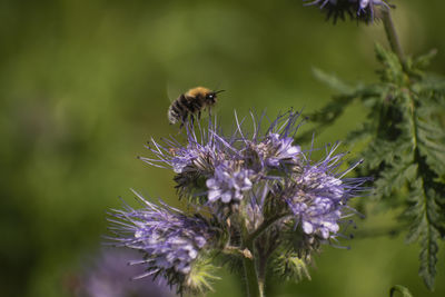 Close-up of bee pollinating on purple flower