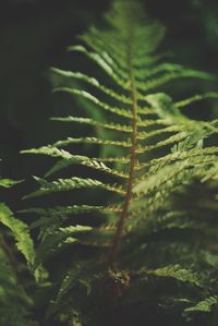 Close-up of fresh green plant