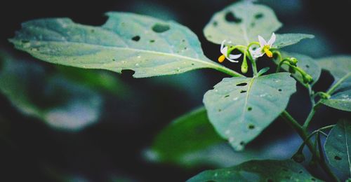 Close-up of green leaves