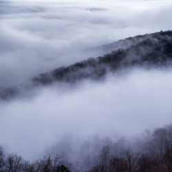 Scenic view of trees against sky