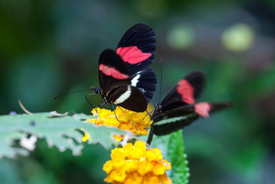 Close-up of butterfly pollinating on flower