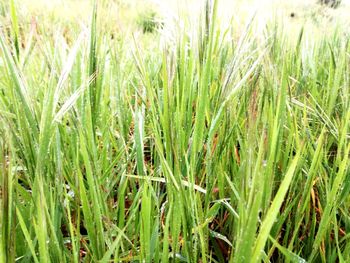 Full frame shot of crops growing on field