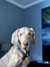 Close-up portrait of dog