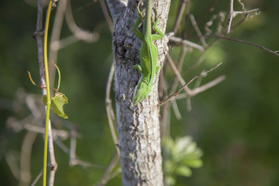 Green anole anolis carolinensis clambering down a small tree trunk