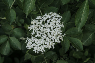 Close-up of white flowering plant in park