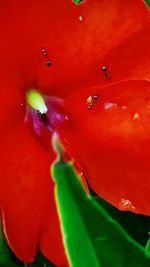 Close-up of wet red flower