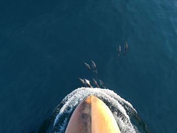 Fish swimming in sea