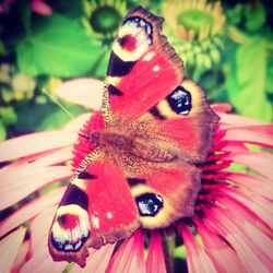 Close-up of butterfly on hand