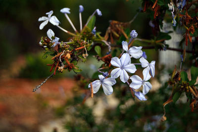 Close-up of flowers