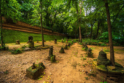 Trees growing on field in forest