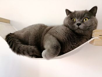 Close-up portrait of a cat resting