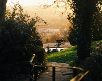 Trees and plants in park