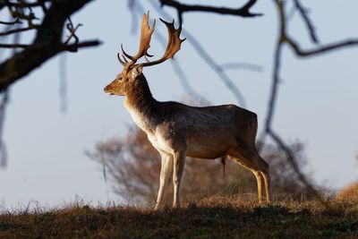 Deer standing on field