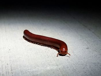Close-up of insect on table