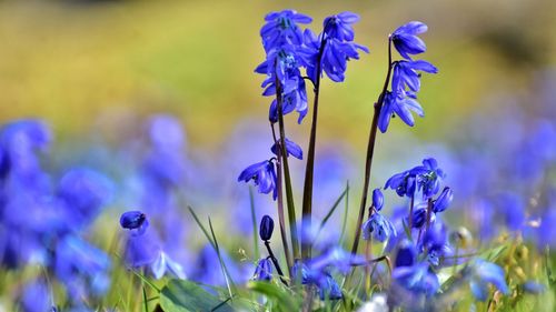 Close-up of purple flowering plants on field