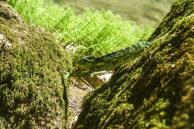 Close-up of chameleon on moss covered rock