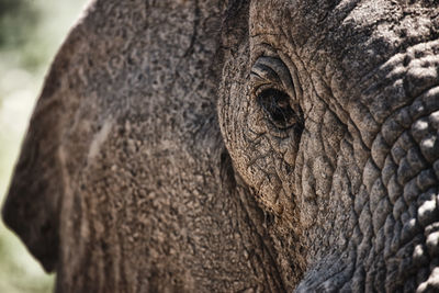 Close-up of elephant