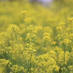 Yellow flowering plants on field