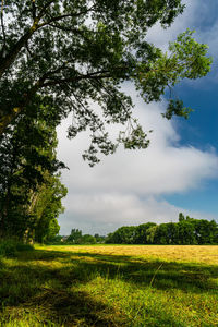 Scenic view of trees on field against sky