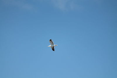 Low angle view of seagull flying against clear sky