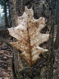 Close-up of autumn tree in forest