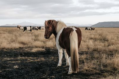 Horses in a field