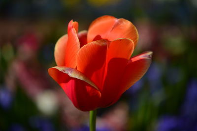 Close-up of orange flower