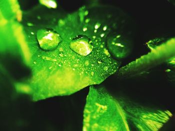 Close-up of water drops on leaves