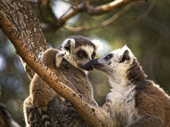 Squirrel sitting on a tree