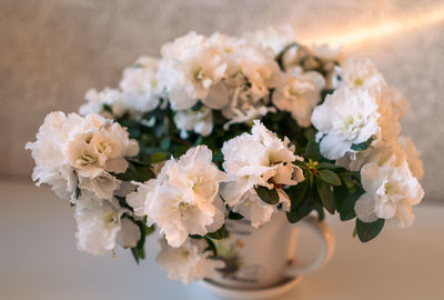 Close-up of flowering azalea