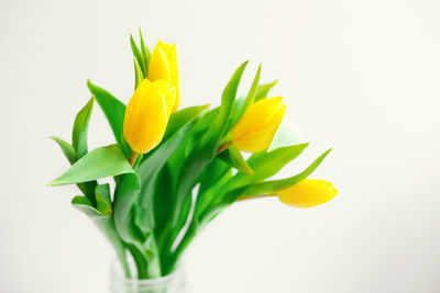 Close-up of yellow flower against white background