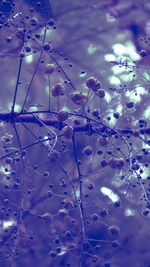 Low angle view of plants against sky