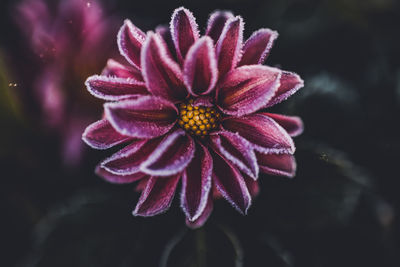 Close-up of purple flower