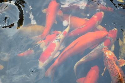 High angle view of koi carps swimming in lake